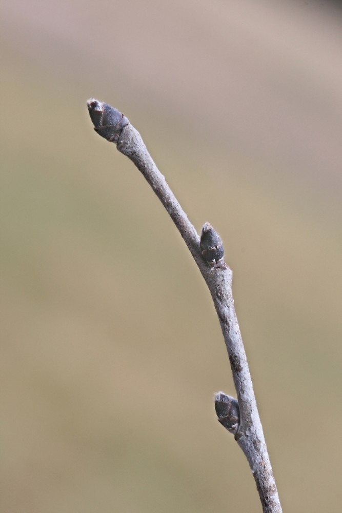 <ul><li><p>riparian, intermediate shade</p></li><li><p>leaves: pinnate, asym at base, coarsely doubly serrate, sandpaper on both sides</p></li><li><p>buds: scaled, big, brn, terminal is 45* </p></li><li><p>twigs: sandpaper hairs</p></li><li><p>bark: grey / brn, diamondish</p></li><li><p>repro: samara</p></li></ul>