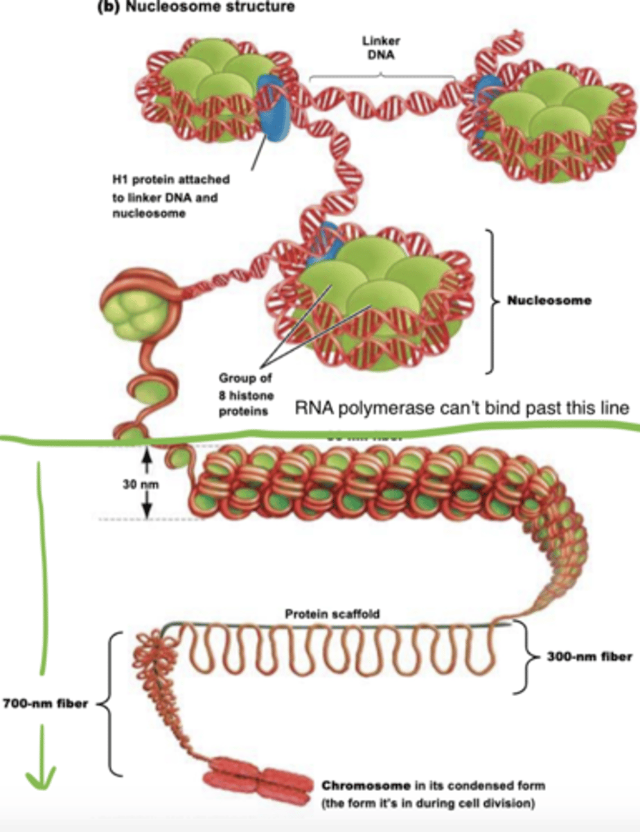 <p>-RNA polymerase cant access DNA when it is at the 30 nm level or higher</p><p>-this allows the DNA at particular genes to be unpacked so it can be transcribed</p><p>-remodeling uncoils it to 10 nm level</p>