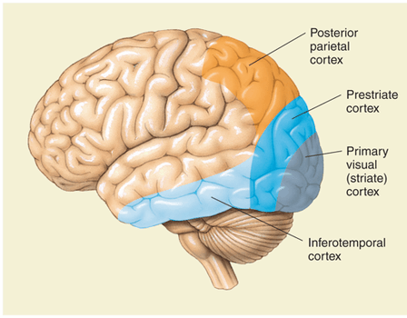 <p>primary visual cortex and visual association area</p>