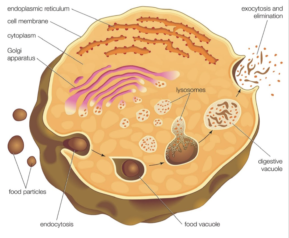 <p><span style="background-color: transparent; font-family: &quot;Proxima Nova&quot;, sans-serif;">Produced by the golgi apparatus.&nbsp;</span></p><p><span style="background-color: transparent; font-family: &quot;Proxima Nova&quot;, sans-serif;">Digests old cell parts, large food molecules.</span></p>