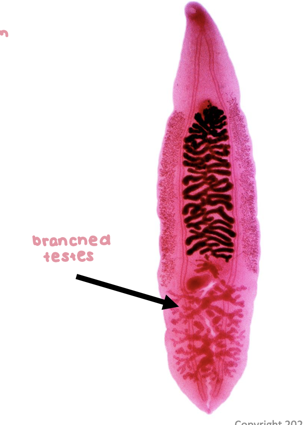 <ul><li><p>2 x .5 cm</p></li><li><p>branched testes</p></li></ul>