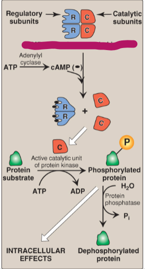 <p>Label the actions of cyclic adenosine monophosphate.</p>