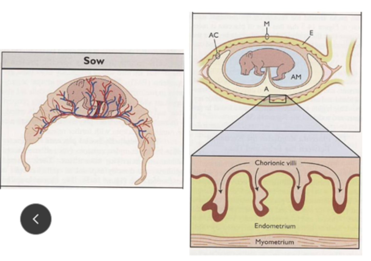 <p>chorionic villi are closely spaced and uniformly distributed</p><p>penetrate into endometrium to form maternal-fetal interface</p>