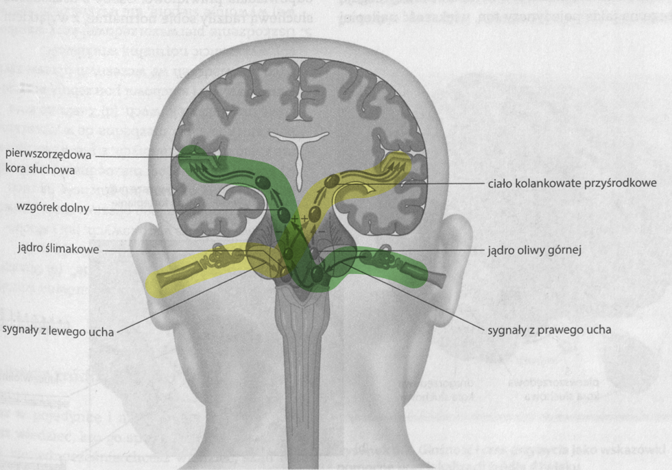 <p>[jądro ślimakowe odbiera sygnały z ucha ipsilateralnego] </p>