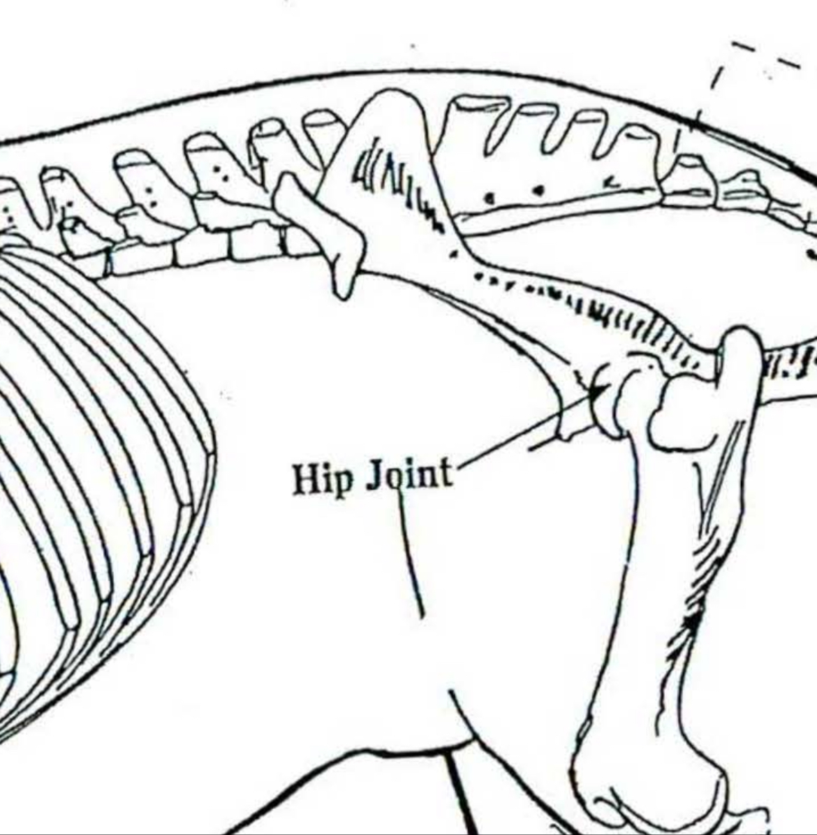 <p>Hip joint </p>