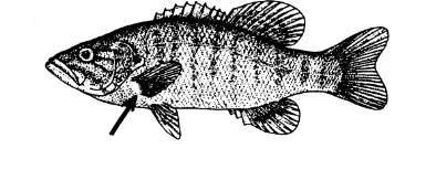 <p>Located laterally on shoulder girdle</p>