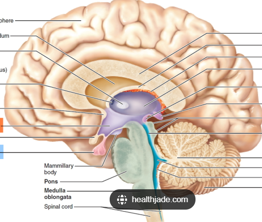 <p>Pineal gland</p>