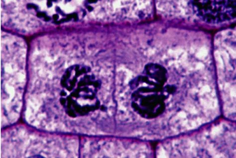 <p>Cytokinesis (Not in Mitosis)</p>
