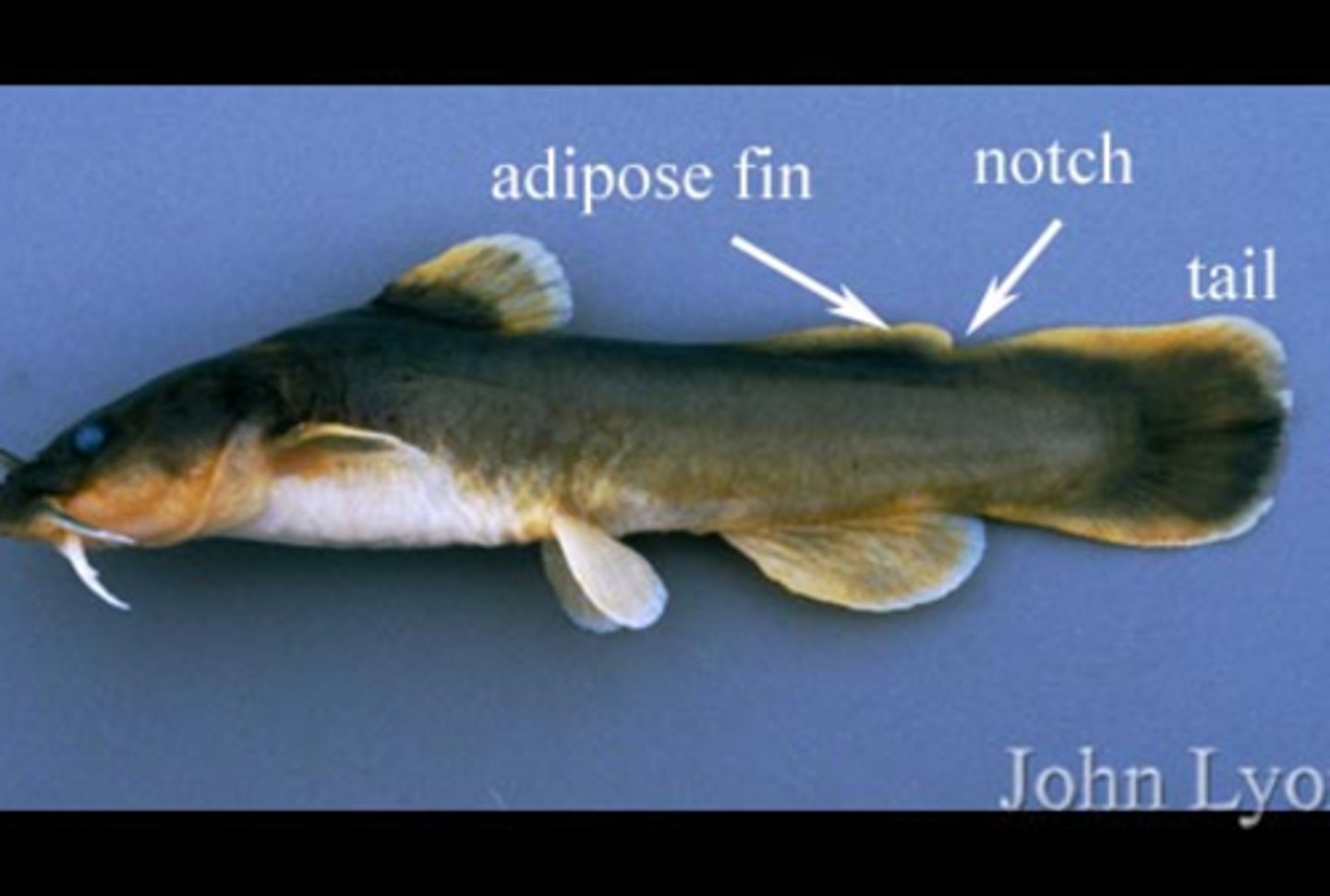 <p>Bullhead Catfishes</p>