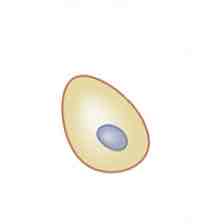 <p>The cell depicted in the image shown is a _______ cell</p>