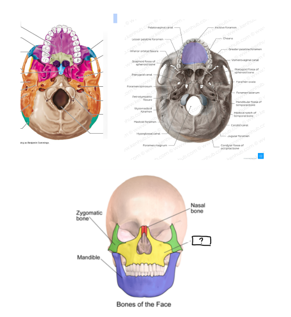 <p><strong>UPPER JAW</strong> that<strong> FORMS PART OF NOSE AND EYE SOCKET </strong></p>