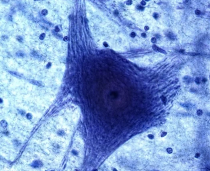 <p>functions of the glial cells within the central nervous system (CNS)?</p>