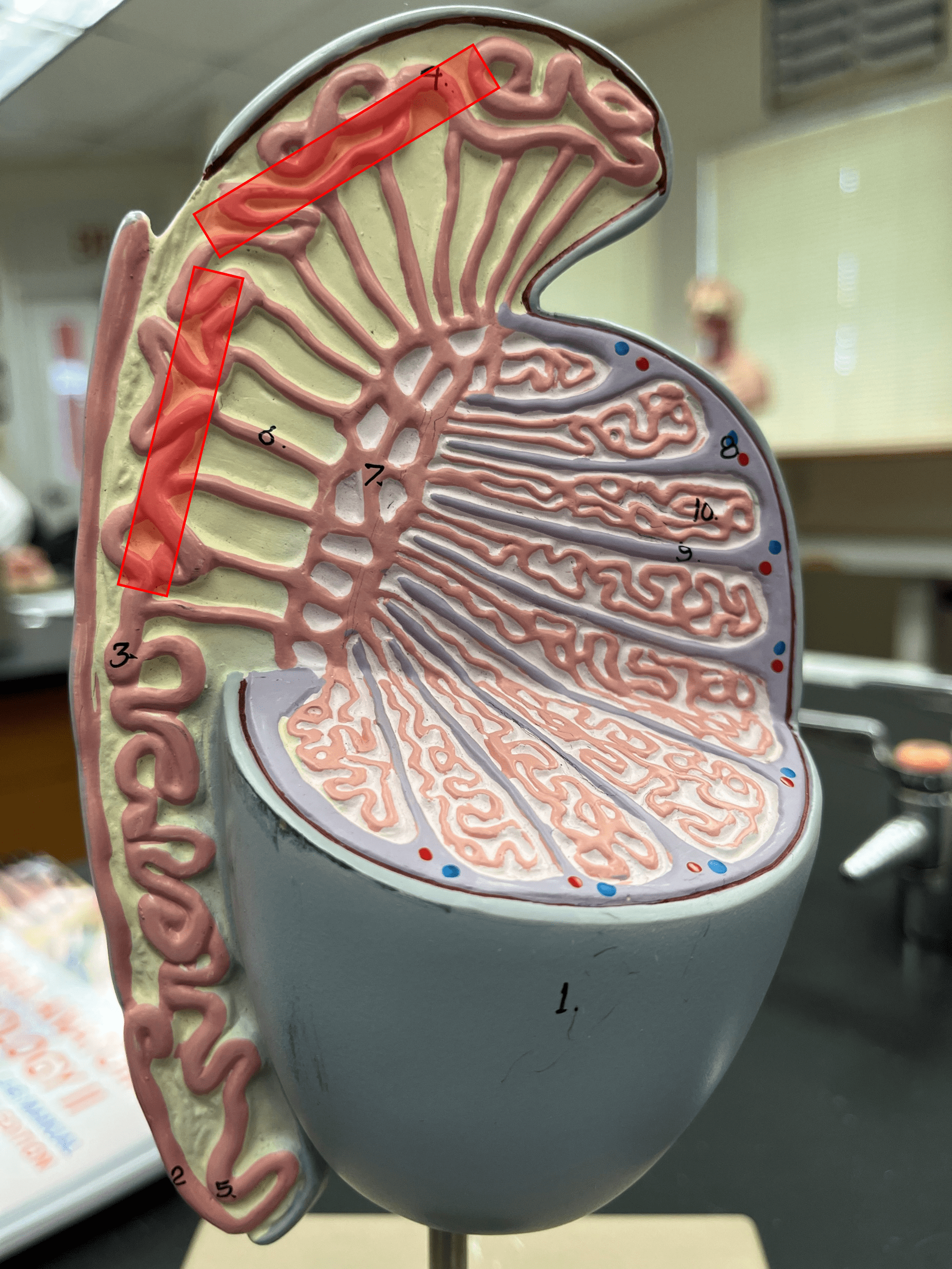 • A region of the epididymis.

• Receives the efferent ducts from the rete testis.