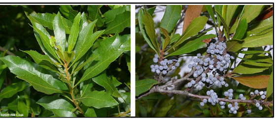 <p>Myricaceae</p><p>Morella cerifera</p>