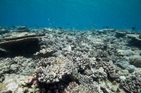 <p>Reef</p><p>(n)</p><p><span>/riːf/</span></p>