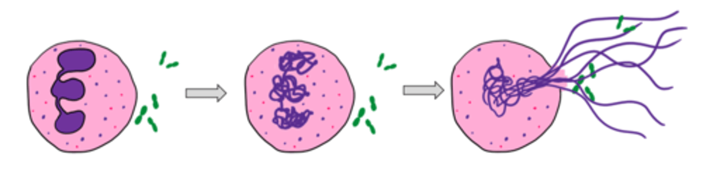 <p>NETose</p><p>- De omdannes til et net der kan omgive bakterier og slå dem ihjel</p>