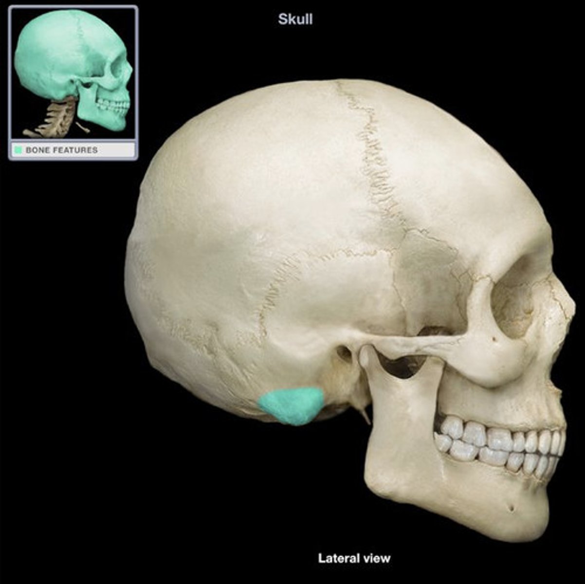 <p>projection</p><p>pointy part of the temporal bone posterior</p>