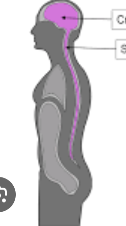 * cranial cavity
* vertebral / spinal cavity