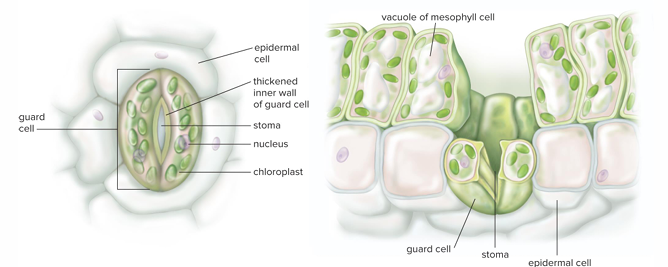 <p>Stomata open</p>