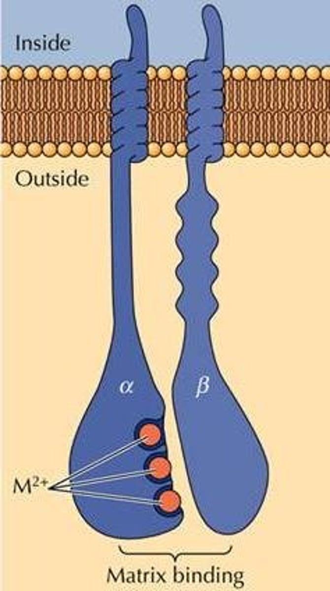 <p>transmembrane proteins that connect both to outside extracellular matrix and inside cytoskeleton of animal cells.</p>