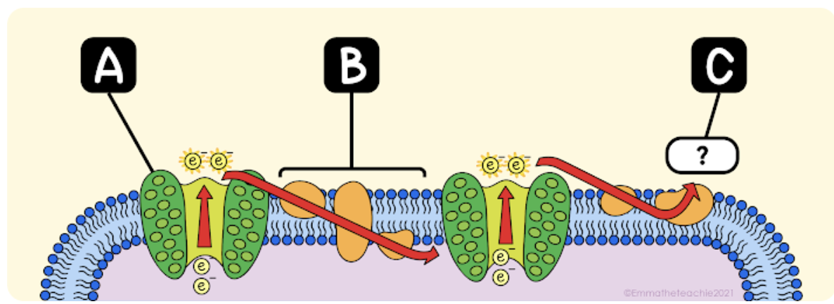 <p><span><span>The electrons that are passed on from Part A to Part B must be replaced. What is the source of electrons for this?</span></span></p>