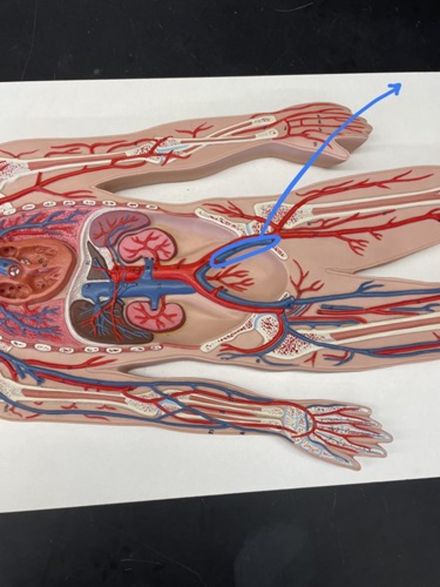 <p>receives venous blood from the lower extremity</p>