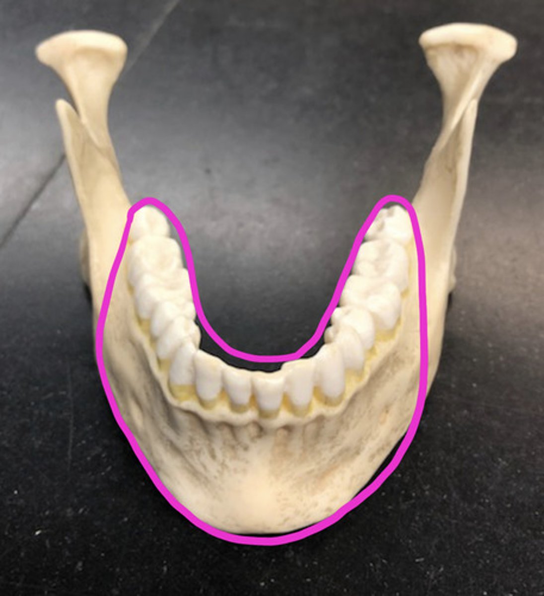 <p>Curved part where the teeth are</p>