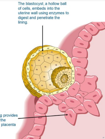 * Rapid cell division takes place Immediately after fertilization (cleavage), increasing the number of cells, but not the size of the zygote. The first cleavage is completed after 36 hours, and each succeeding division takes less time. 
* After three days, successive cleavages have produced a solid mass of cells called a morula, which is still about the same size as the original zygote.