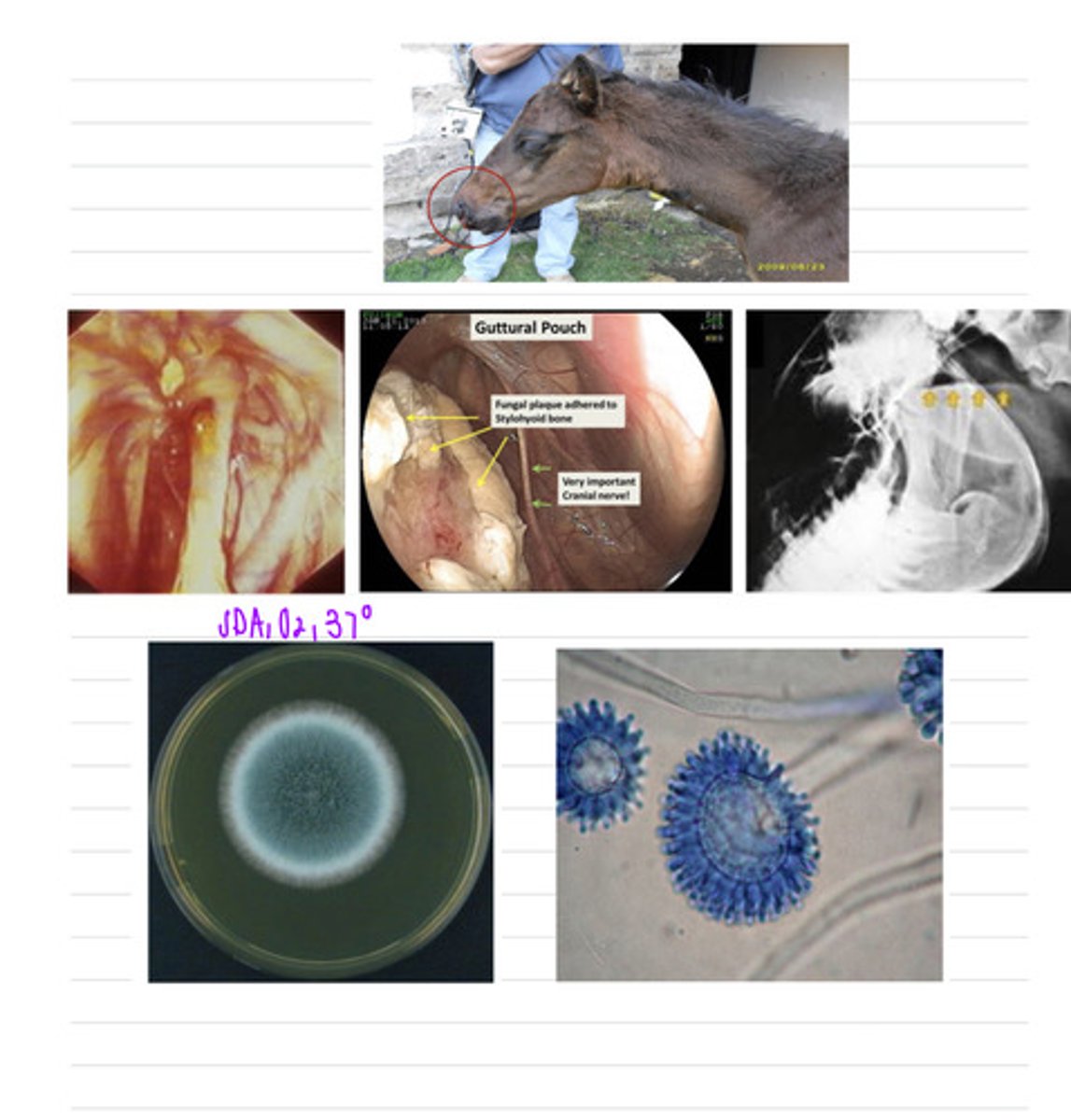 <p>this horse came into the vet showing epistaxis, dyspnea, and dysphagia. we take an Xray, an endoscopy, and stain a tissue sample with PAS. we take a biopsy and isolate it in SDA at 37 degrees.</p><p>what is the diagnosis?</p>