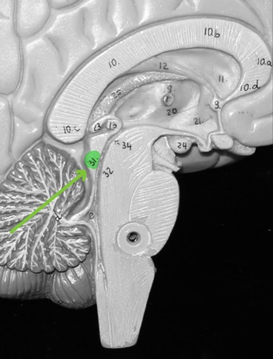 <p>Located in the midbrain and contains reflex centers for audition/hearing</p>