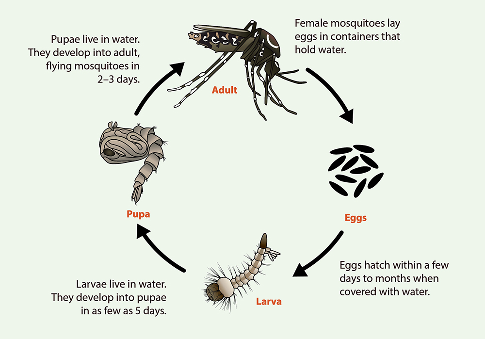 A. aegypti life history