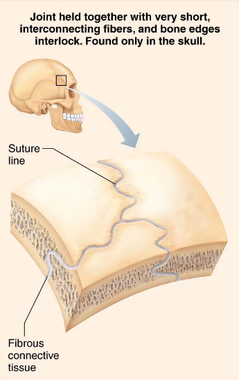 <ul><li><p>Fibrous joints</p></li><li><p>Joints of skull</p></li><li><p>Allow for growth during youth</p></li><li><p>Structures ossify/fuse at middle age</p><ul><li><p>syostoses</p></li></ul></li></ul><p></p>