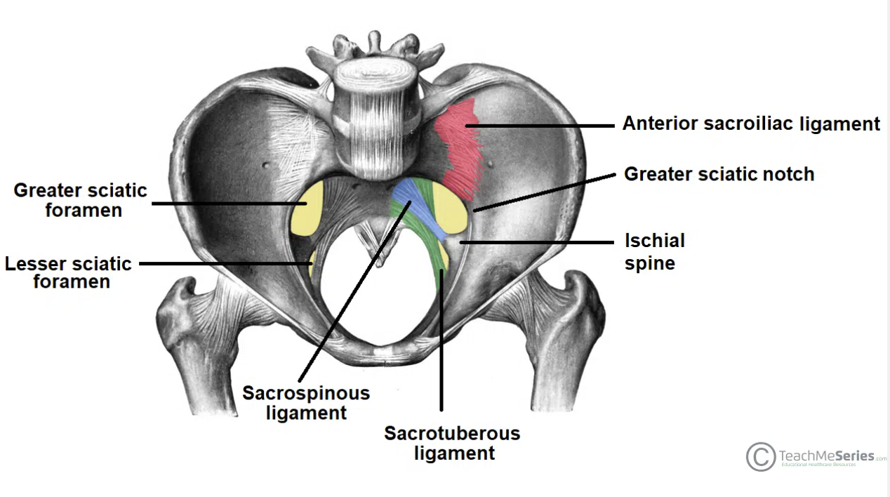 <p>Sciatic foramina</p>