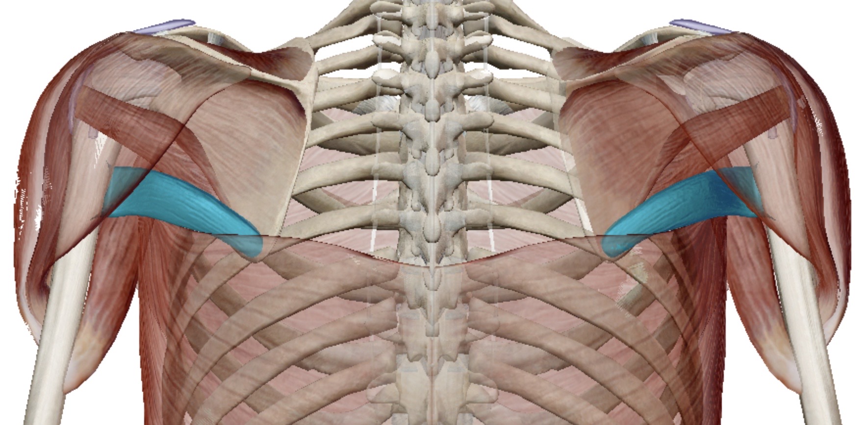 <p>Identify this muscle</p>