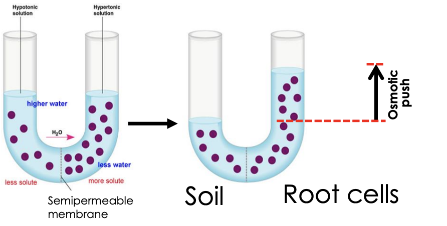 <p>H2O moves through semipermeable membrane (e.g. cell wall) from low concentration to high concentration (solution) until concentrations on both membrane sides are equal</p><p></p><p>it pushes water up </p>