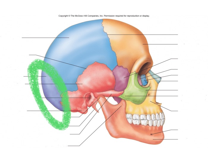 <p>What bone is this?</p>