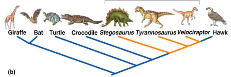 <p>In the image below, dinosaurs are...</p><p>A. a clade</p><p>B. a paraphyletic group</p><p>C. a polyphyletic group</p><p>D. an ancestral group</p>