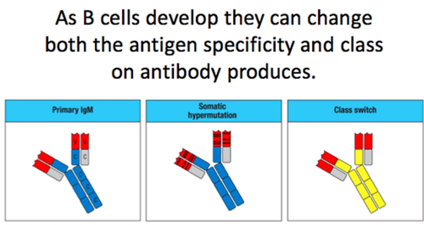 <p>Primary response</p><p>Class switching occurs when the primary response proceeds change of one class of antibody to another class of antibody is known as class switching. the specificity and the antigen binding sites to the pathogens remains the same</p>