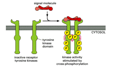 <ul><li><p>The ligand usually dimerises, facilitating receptor dimerisation (or oligomerisation). Once positioned correctly, the kinase domains cross-phosphorylate each other.</p></li><li><p>Cross-phosphorylation often:</p><ul><li><p>Increases the activity of the kinase</p></li><li><p>Stabilises the receptor in the active state (ligand independent)</p></li><li><p>Causes the kinase to phosphorylate other tyrosines in the receptor to create “docking sites”</p></li></ul></li></ul><p></p>