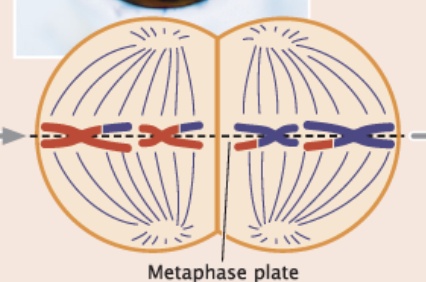 <ul><li><p>individual chromosomes/sister chromatids line up on the equatorial plate (horizontal)</p></li><li><p>haploid 46</p></li></ul><p></p>