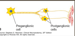 <p><strong>Visceral Neurons</strong></p><p>-Control the ___________ or unconscious activity of glands&nbsp;</p><p>-Regulates cardiac muscle and most smooth muscle (___________ and digestion)</p><p>-Various _____________ utilized (Ach, norepi) depending on pathway&nbsp;</p><p>-Functions to maintain _______________</p>