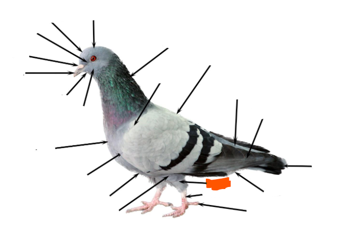 term image