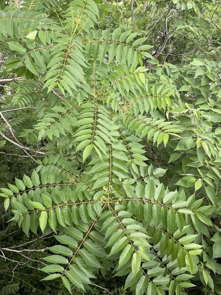 <p>MN early detection species.</p>