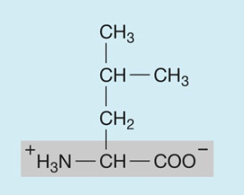<p>hydrophobic (nonpolar)</p>