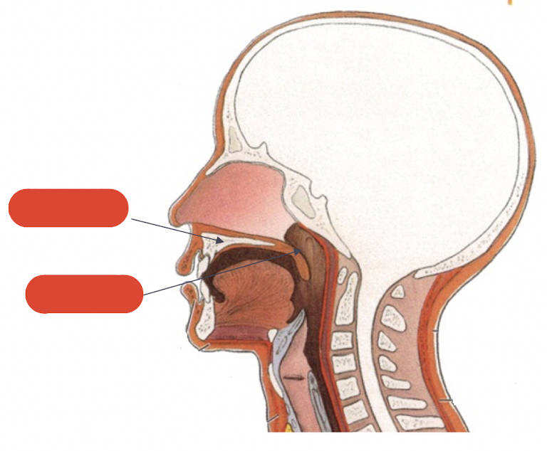 <p>label this diagram </p>