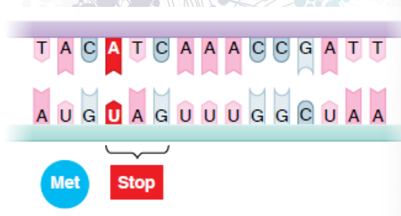 <ul><li><p>base substitutions that create a stop (nonsense) codon that prevents the synthesis of a complete functional protein</p></li></ul><p></p>