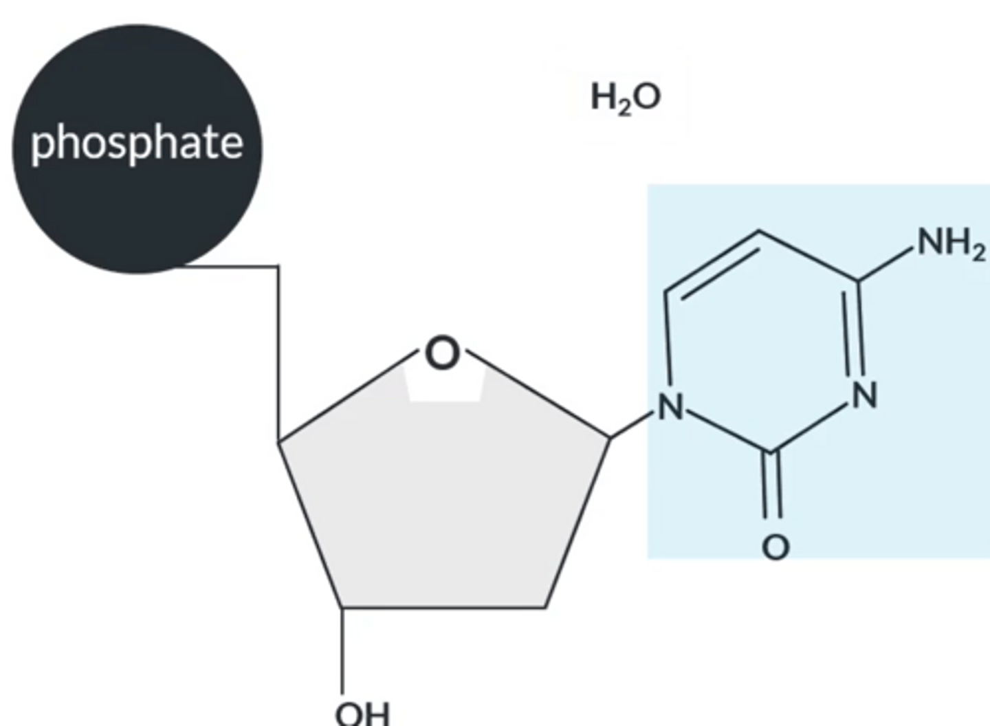 <p>Bases react via their lowest NH group with the OH group on C1 in the sugar.</p><p>The reaction between the sugar and base forms a larger molecule with a C-N bond and water.</p>