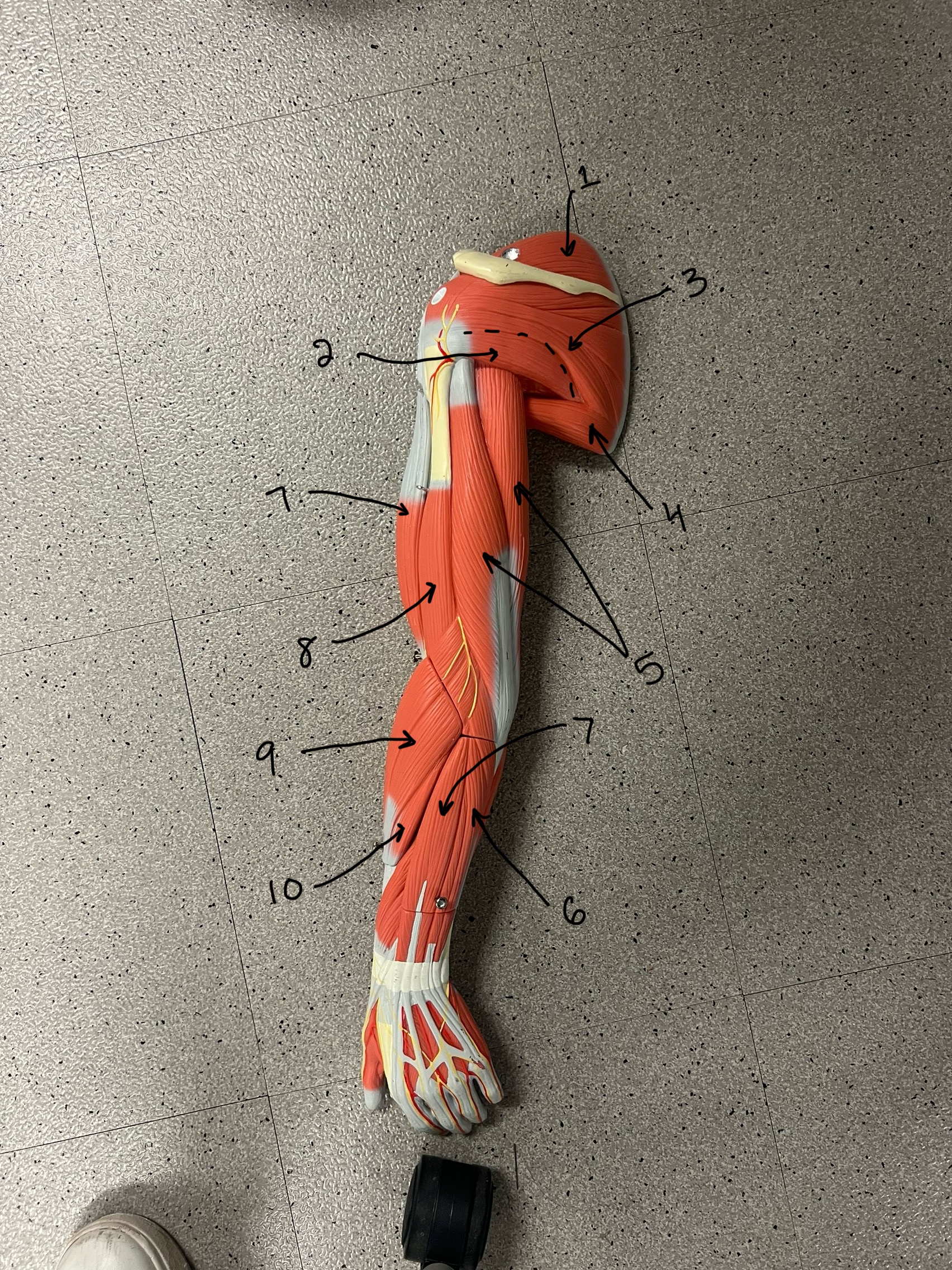 <p>what is 5</p>