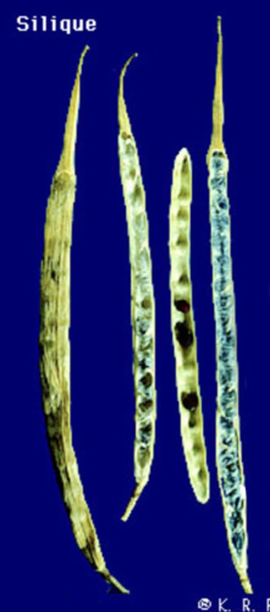 <p>An elongate dry dehiscent fruit consisting of two compartments separated by a central septum(wall of tissue) to which seeds are attached- typical fruit of mustard family</p>