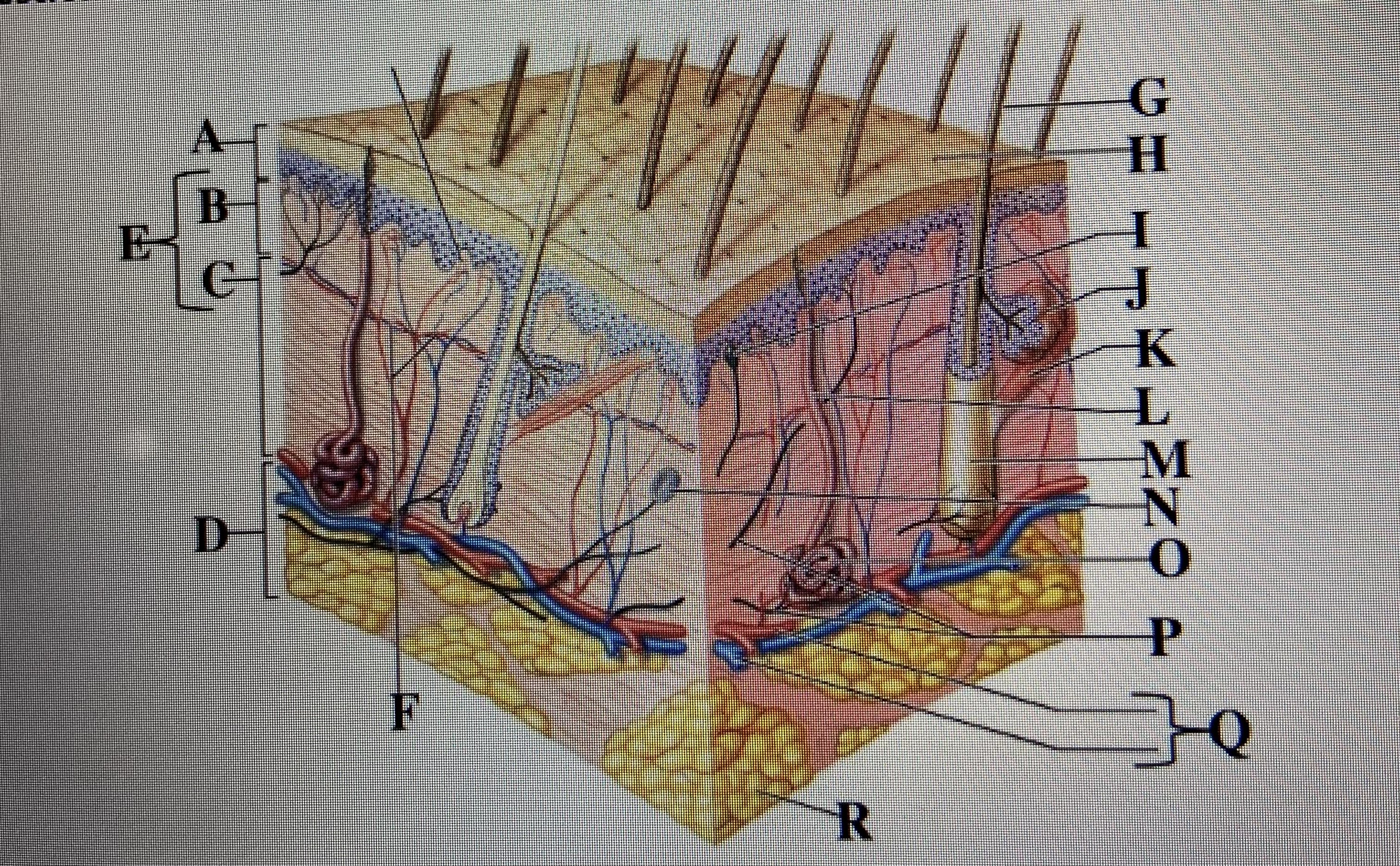 <p>in the figure above letter ___ is the sweat gland and letter ___ is the papillary layer </p>